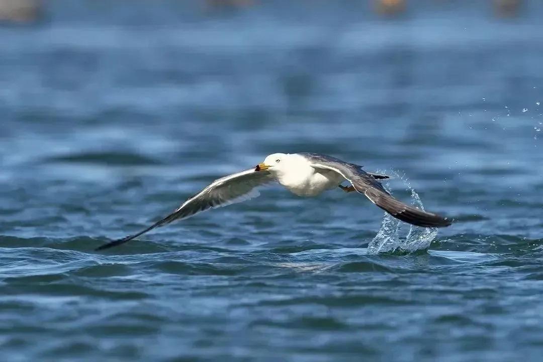 黑尾鷗上體深灰、腰白,尾巴白而具寬大的黑色次端帶,飛行姿態十分優美。(圖片來源:內伶仃福田自然保護區公眾號)