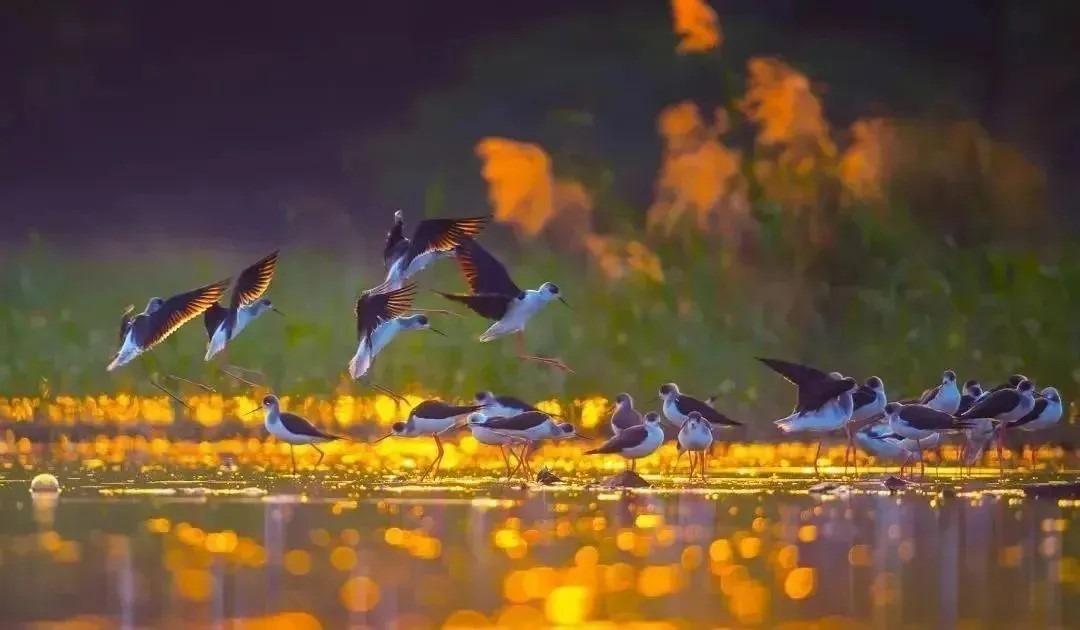 黑翅長腳鷸全長33-36厘米,腿甚長,粉紅色,黑色嘴長而細,群飛起來美得可以。(圖片來源:內伶仃福田自然保護區公眾號)