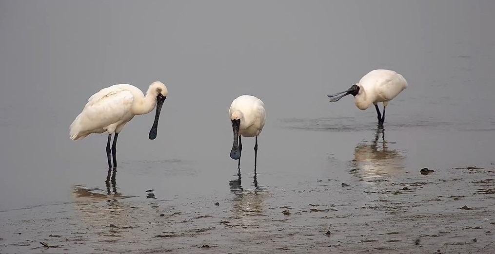 黑臉琵鷺只在東亞地區出沒,全球數量估計約3,941隻,被《世界自然保護聯盟紅色名錄》列為「瀕危」物種。每一年,只有約30對黑臉琵鷺繁殖。 全球數目稀少。不過,每年秋冬季節,在深圳灣公園經常見到黑臉琵鷺的縱影。(圖片來源:視覺中國)