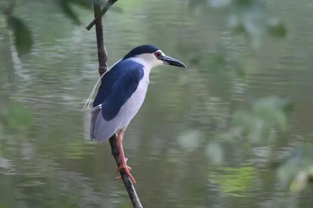 圖為夜鷺。(網上圖片)