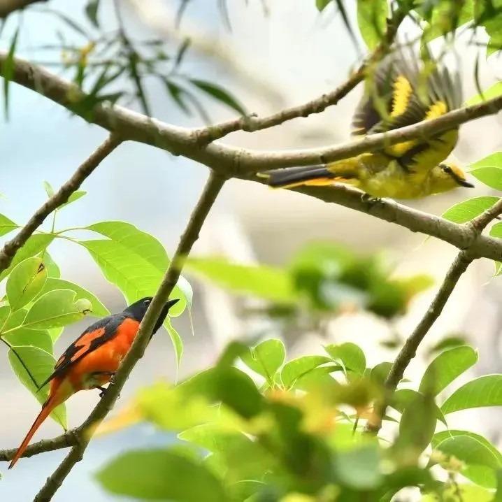 赤紅山椒鳥在市區較為少見。(網上圖片)