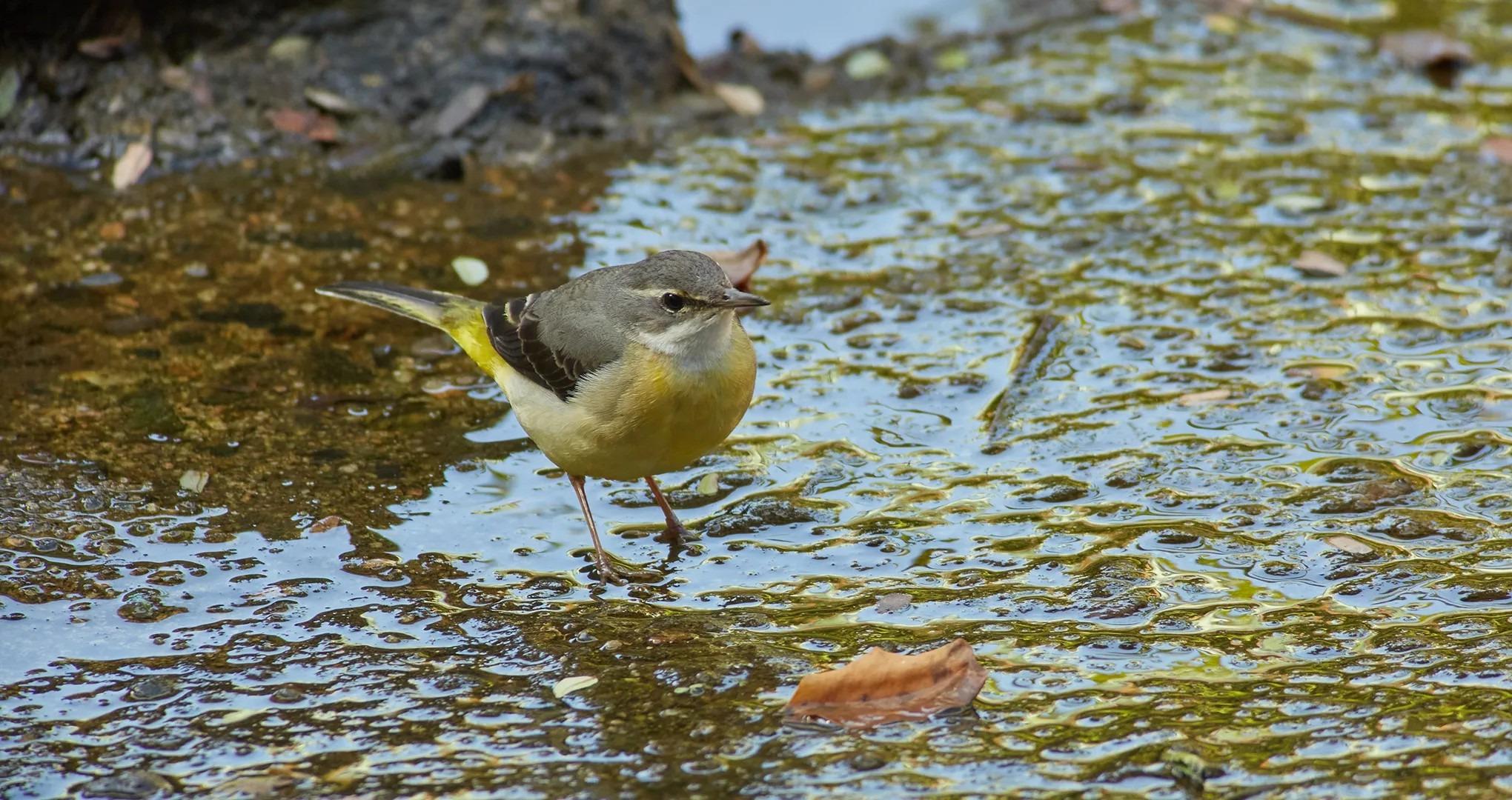 灰鶺鴿在市區不常見。(圖片來源:仙湖植物園公眾號)
