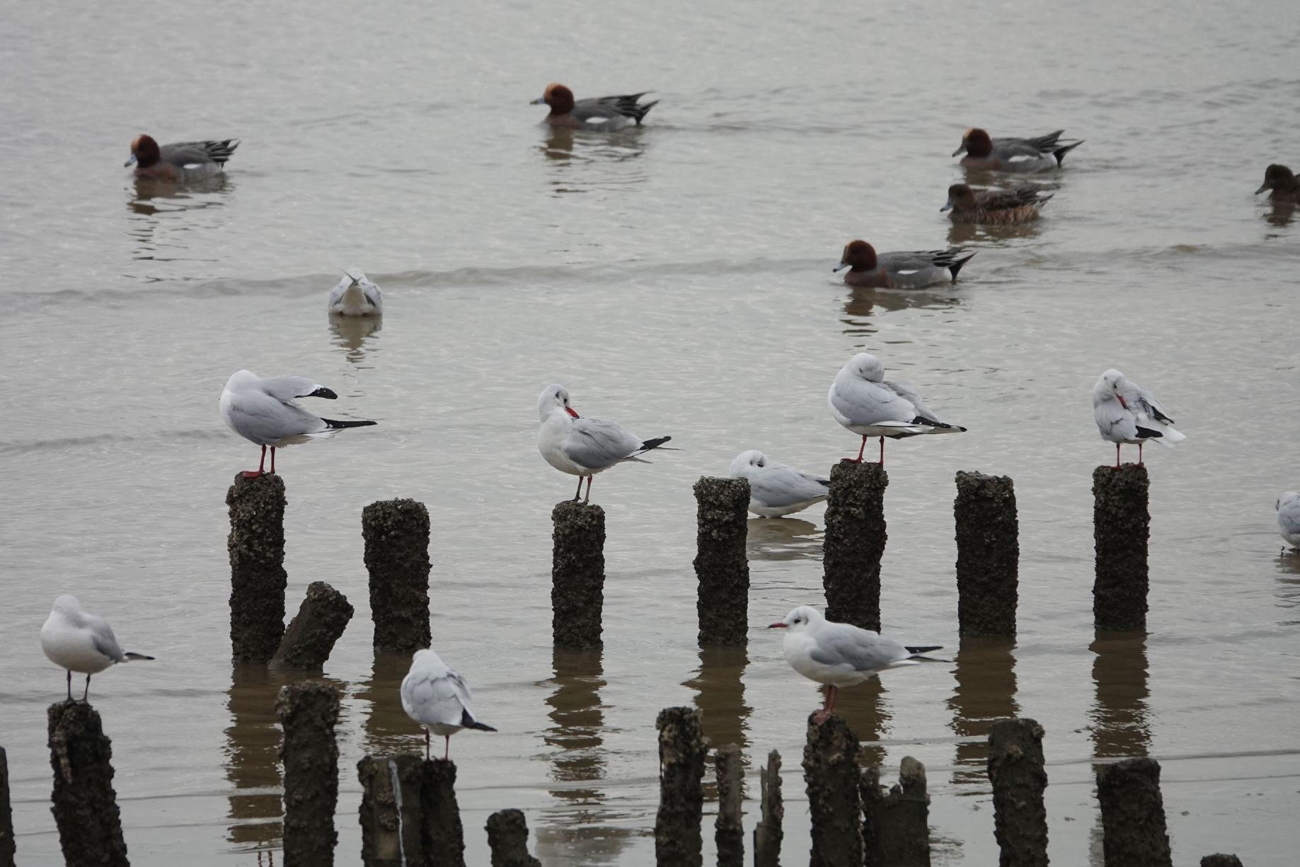 一群紅嘴鷗在深圳灣公園的木樁上小憩,一群野鴨在水裡覓食。(圖片來源:視覺中國)