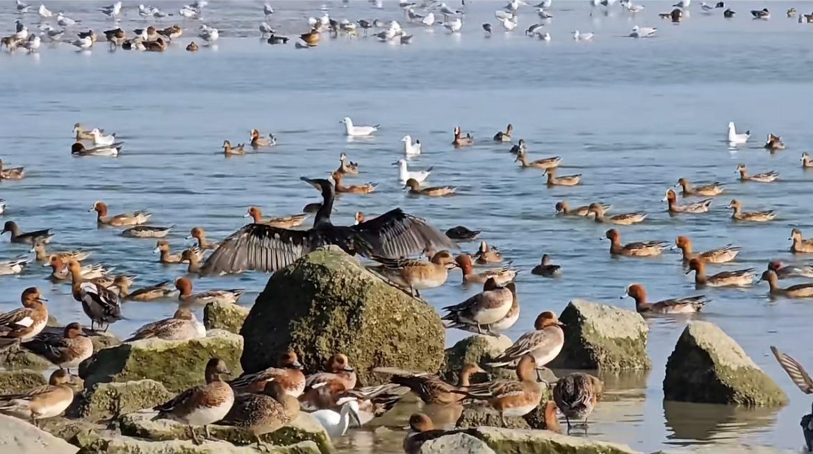 現在到深圳灣公園,便能看到大批候鳥停留覓食的奇觀。(圖片來源:視覺中國)