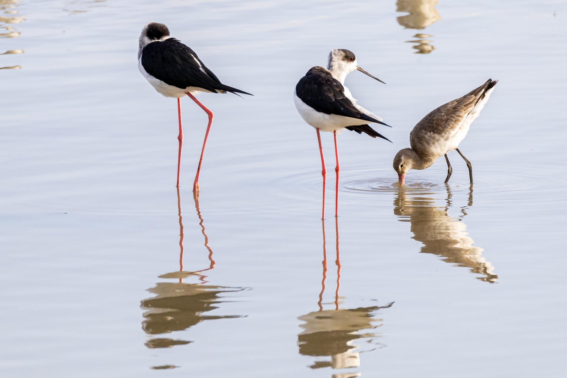 深圳灣公園的候鳥黑翅長腳鷸在灘塗休憩覓食。(圖片來源:視覺中國)