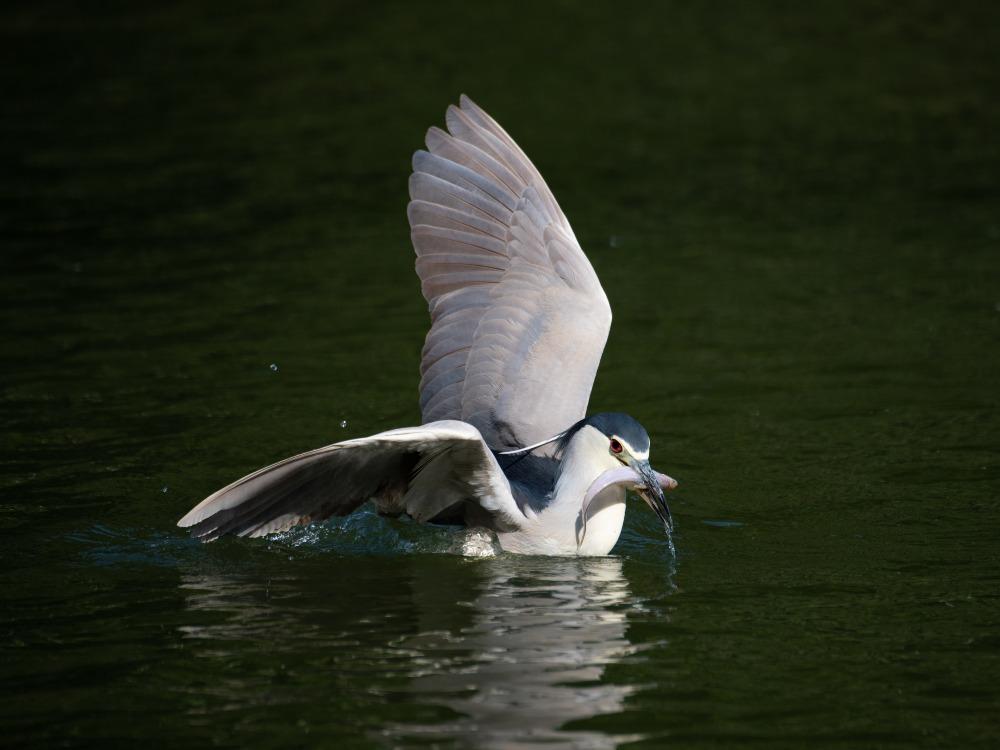 在深圳灣公園內,不時都會見到候鳥覓食的一刻,圖為夜鷺在水中飽餐小魚的珍貴時刻。(圖片來源:視覺中國)