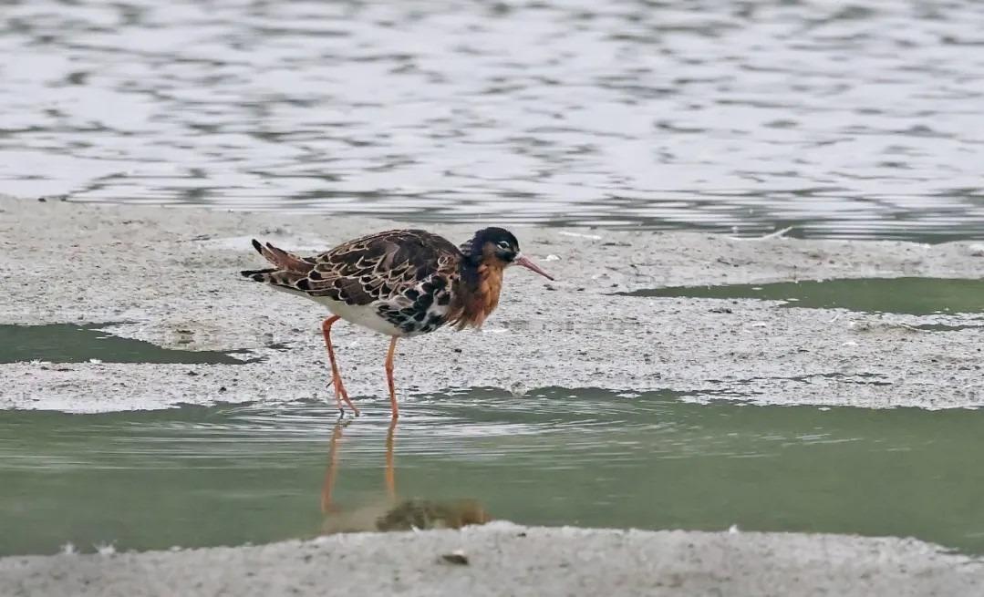 內伶仃福田自然保護區上見到流蘇鷸,是一種常見的濕地鳥類,繁殖時有獨特的頸部流蘇狀飾羽。(圖片來源:內伶仃福田自然保護區公眾號)