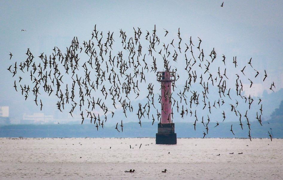 進入秋冬季節,溫暖的深圳灣就成了候鳥的天堂。公園內鳥兒在灘塗上沐浴陽光、在海面上徘徊覓食,吸引了大批深港愛鳥人士和市民前去觀鳥和打卡。(圖片來源:視覺中國)