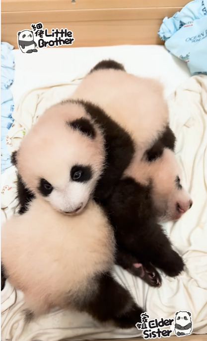 細佬爬到家姐身上。(海洋公園)