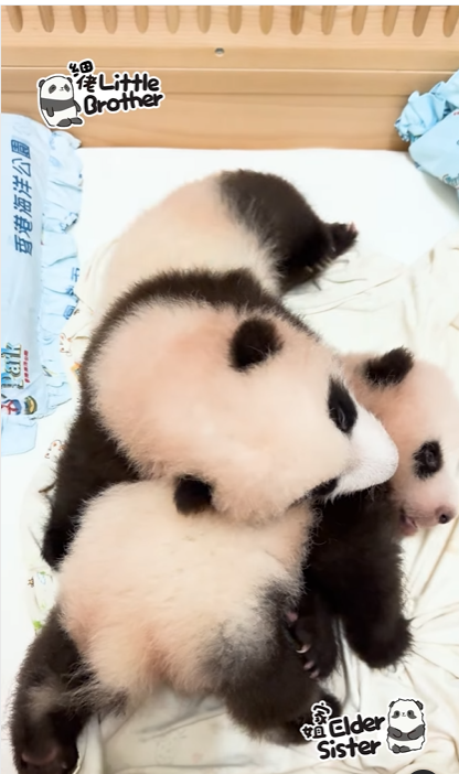 細佬爬到家姐身上。(海洋公園)