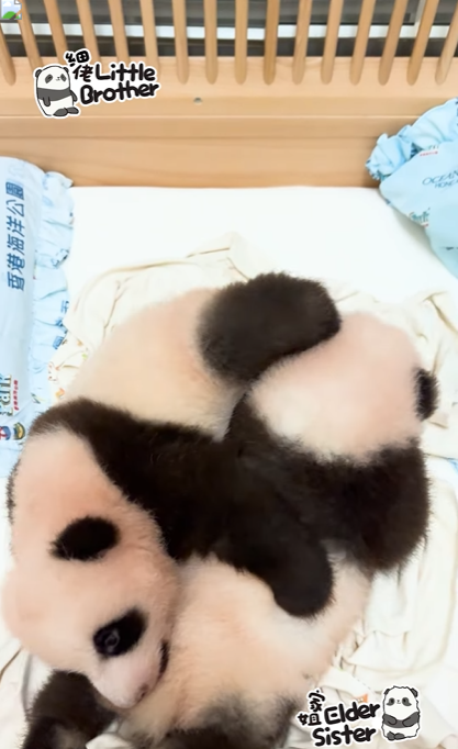 細佬使出「鉸剪腳」。(海洋公園)