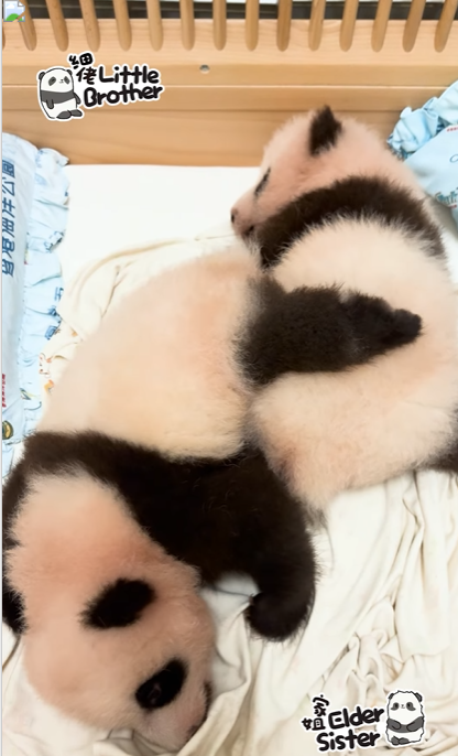 細佬使出「鉸剪腳」。(海洋公園)