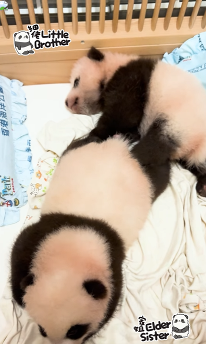 細佬與家姐在互動。(海洋公園)