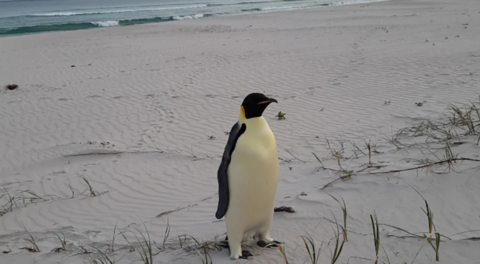 澳洲西澳省海邊近日出現一隻南極皇帝企鵝,專家推測牠漂流超過3,400公里抵達該處,是目前已知的皇帝企鵝最遠旅程紀錄。(網上圖片)