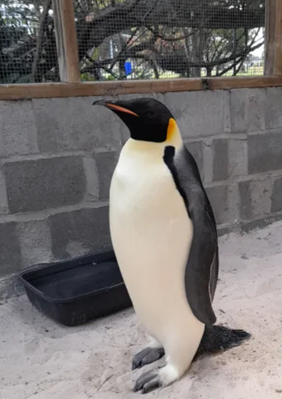 皇帝企鵝被發現時營養不良,目前由當地野生動物護理人員照顧,預計需要數周復元,未知將被留在澳洲抑或送回南極。(網上圖片)