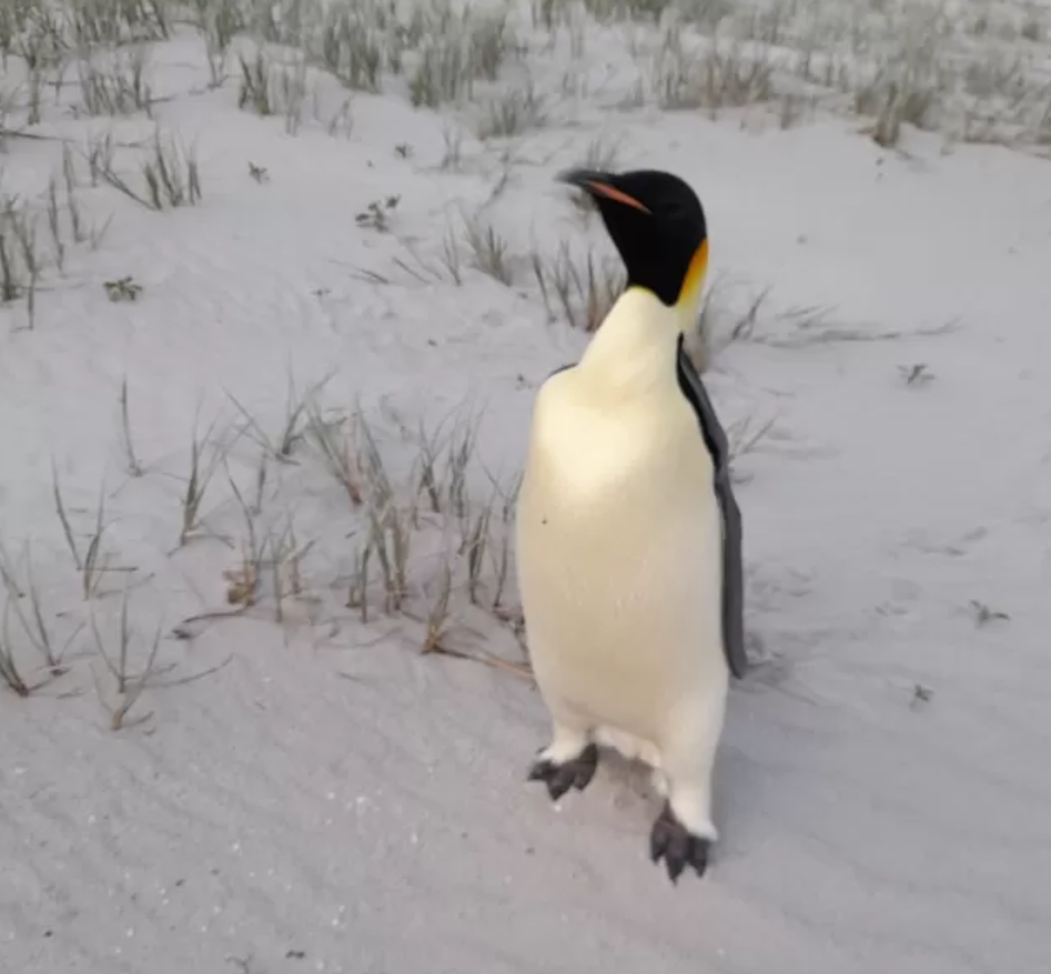 澳洲西澳省海邊近日出現一隻南極皇帝企鵝,專家推測牠漂流超過3,400公里抵達該處,是目前已知的皇帝企鵝最遠旅程紀錄。(網上圖片)