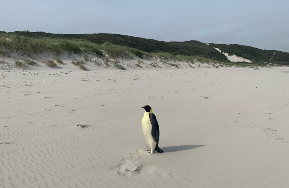 澳洲西澳省海邊近日出現一隻南極皇帝企鵝,專家推測牠漂流超過3,400公里抵達該處,是目前已知的皇帝企鵝最遠旅程紀錄。(網上圖片)