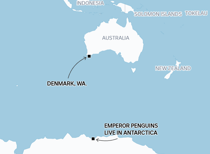 澳洲西澳省海邊近日出現一隻南極皇帝企鵝,專家推測牠漂流超過3,400公里抵達該處,是目前已知的皇帝企鵝最遠旅程紀錄。(網上圖片)