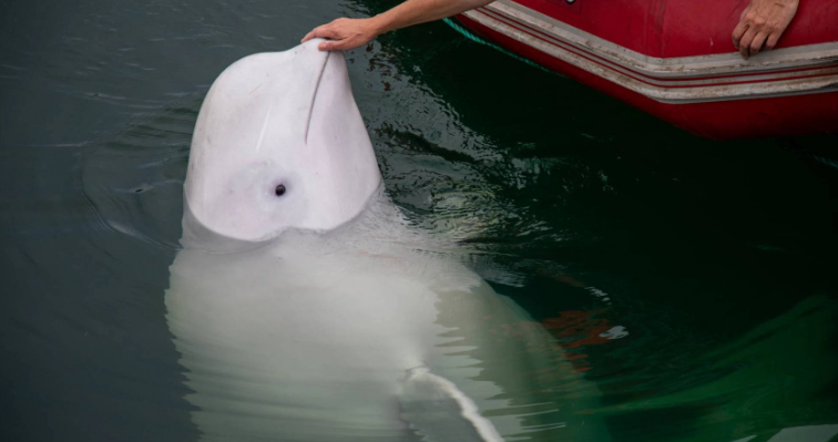 白鯨瓦爾迪米爾曾多次現身,表現親人。(美聯社)