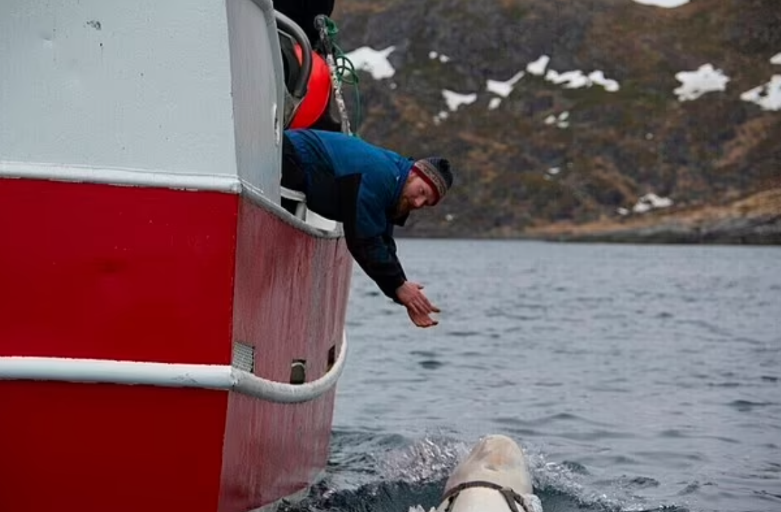 白鯨瓦爾迪米爾曾多次現身,表現親人。(美聯社)