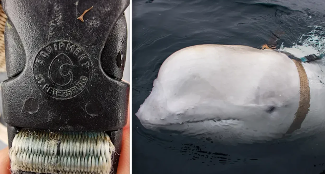 牠戴有可繫上鏡頭、寫有「聖彼得堡器材」(Equipment St. Petersburg)字眼的頸圈。(互聯網)