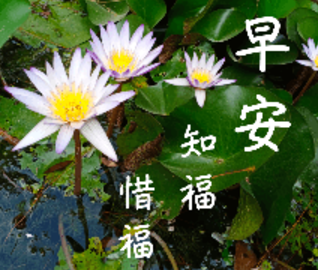 各種「長輩圖」。(互聯網)