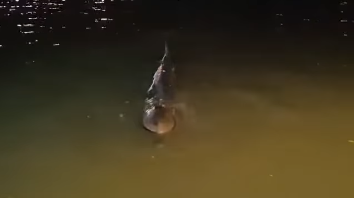 大澳有鯨魚擱淺(生於大澳 長於大澳FB)