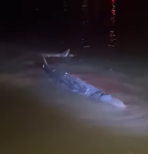 大澳有鯨魚擱淺(生於大澳 長於大澳FB)