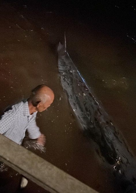 大澳有鯨魚擱淺(生於大澳 長於大澳FB)