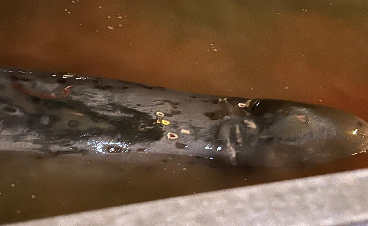 大澳有鯨魚擱淺(生於大澳 長於大澳FB)