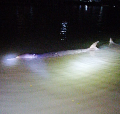 大澳有鯨魚擱淺(生於大澳 長於大澳FB)