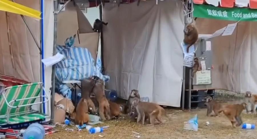 大會預先設置的糧水吸引馬騮前來覓食,馬騮不住輪流伸入到尼龍袋被掠奪物資。(飛天中隊@FB)