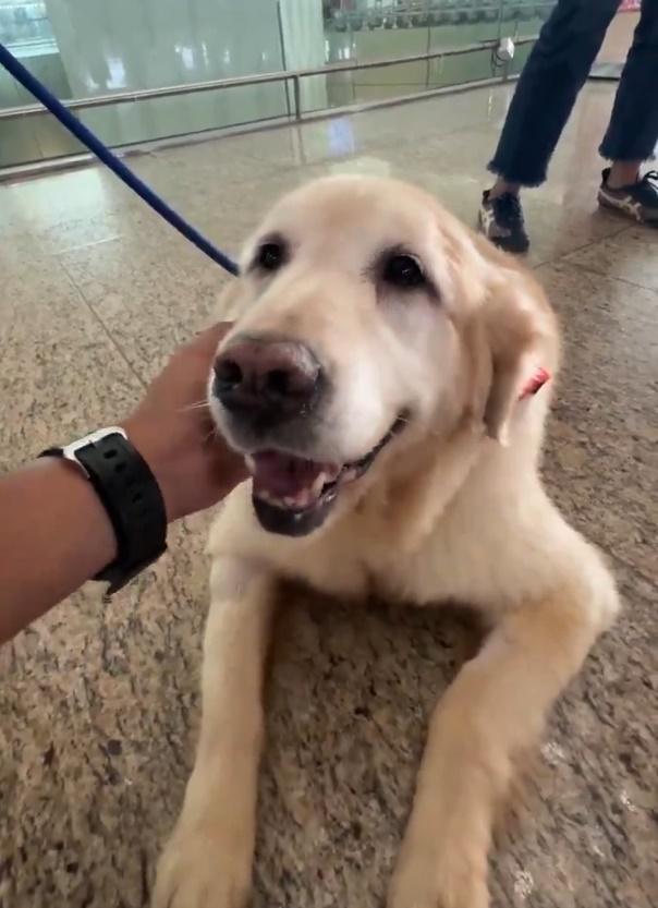 9隻情緒支援犬,幫助乘客舒緩搭機、長途旅行的緊張情緒。(X)