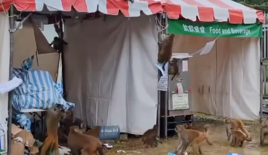 據指,現場為毅行者6號檢查站,位於九龍水塘及金山郊野公園附近。(飛天中隊@FB)