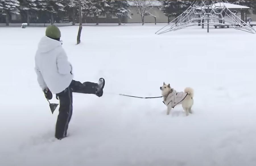 柴犬身上穿有保暖衣物,由飼主帶到戶外散步兼玩雪。(YouTube)