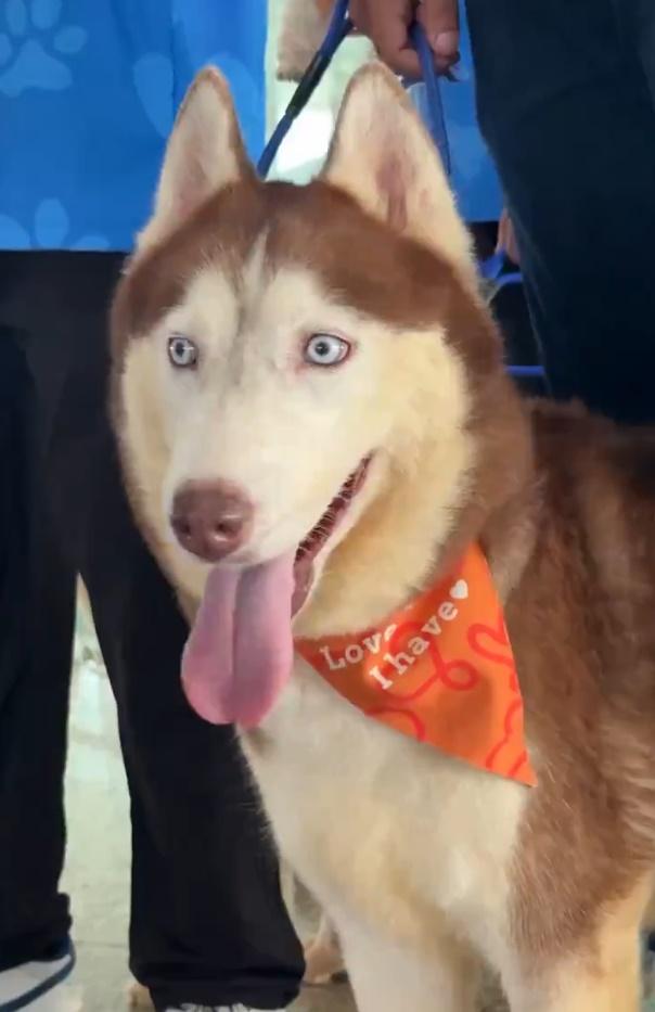 9隻情緒支援犬,幫助乘客舒緩搭機、長途旅行的緊張情緒。(X)