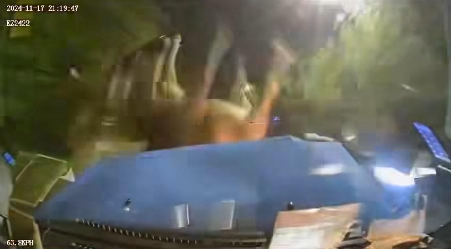 的士收掣不及撞到黃牛,牛隻被撞飛一圈後不起。(車cam L (香港群組)@FB)