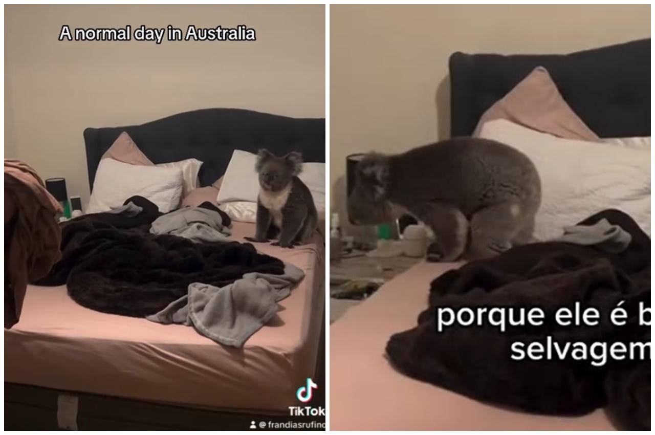 樹熊已跳到他們的床上。(IG)