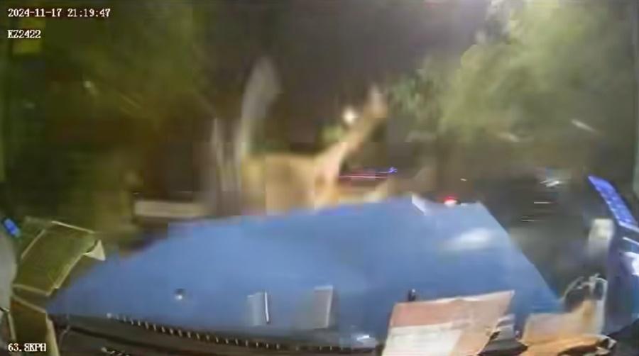 的士收掣不及撞到黃牛,牛隻被撞飛一圈後不起。(車cam L (香港群組)@FB)