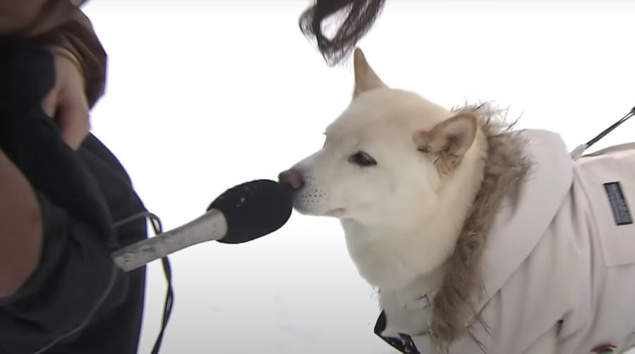 女記者先是彎下腰,將咪高峰遞到柴柴的鼻子前並問它:「你凍嗎?」(YouTube)