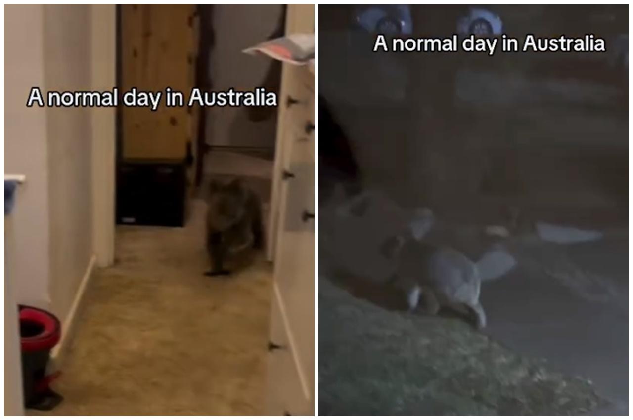 男戶主將門戶打開,用衣服經過一番引導後,樹熊最終平安離開他們的家。(IG)