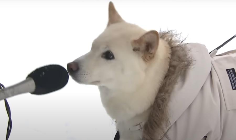 柴柴則一臉困惑、萌呆地嗅聞著咪高峰。(YouTube)