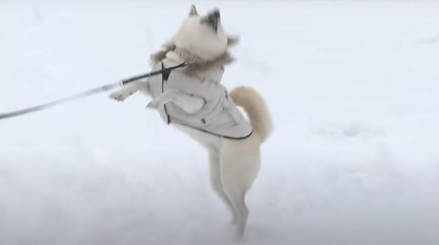 柴犬身上穿有保暖衣物,由飼主帶到戶外散步兼玩雪。(YouTube)