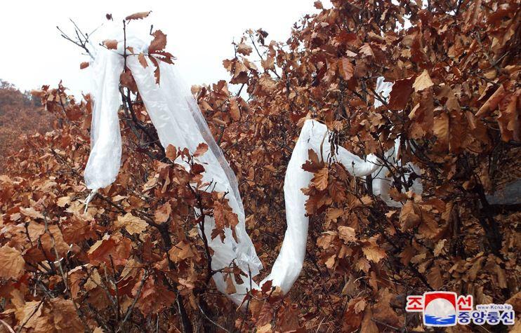 金與正狠批這些「韓國的垃圾」完全無視北韓多次警告,對北韓領土造成污染。(朝中社)