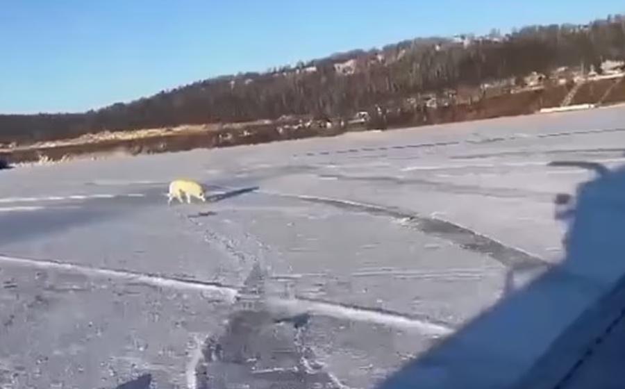 事發後Belka一直守在主人墮河位置,不分晝夜地等待。(X)