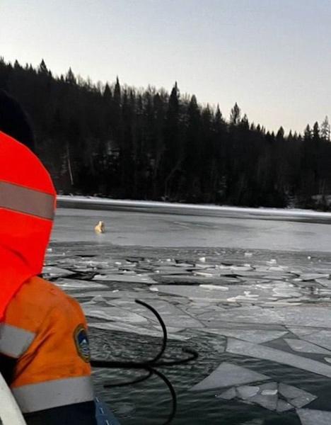 事發後Belka一直守在主人墮河位置,不分晝夜地等待。(X)