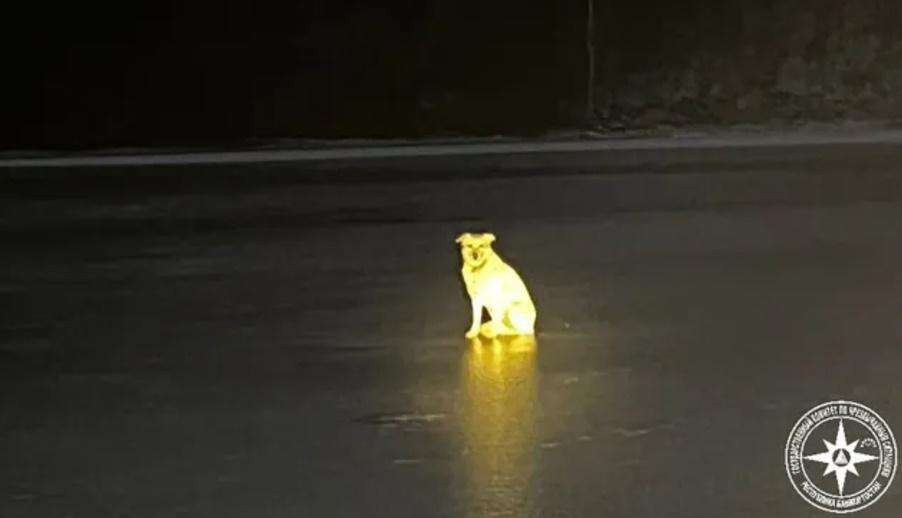 事發後Belka一直守在主人墮河位置,不分晝夜地等待。(X)