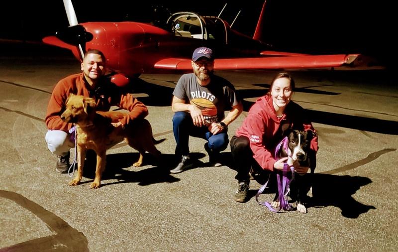 Seuk Kim在4年前開始協助動物收容所接載動物成為義工,每星期會飛3次。(X)