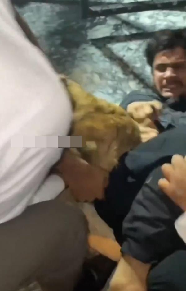 2名朋友隨即上前連續揮拳擊打獅子的頭部,又嘗試扯開獅子。(X)