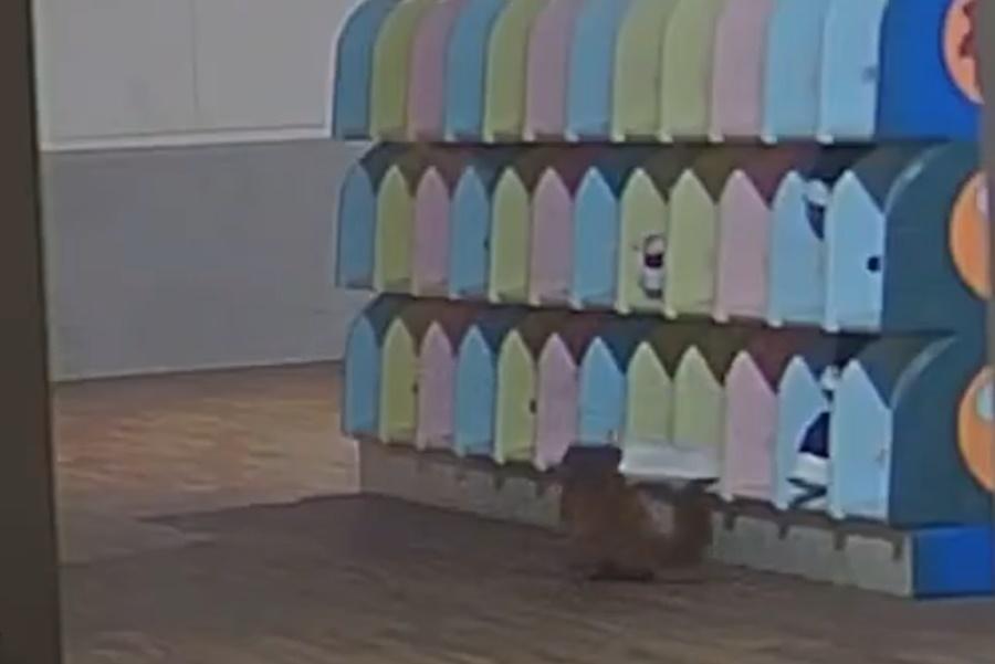 小鼬鼠在鞋櫃裡亂翻約10秒,便叼著一隻白色鞋,飛快地離開。(X)